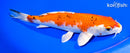 8.5" YAMATO NISHIKI