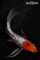 5" GINRIN METALLIC OCHIBA SHIGURE BUTTERFLY
