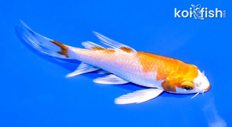 4.25" HARIWAKE BUTTERFLY