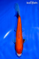 5.5" IPPON HI KOHAKU