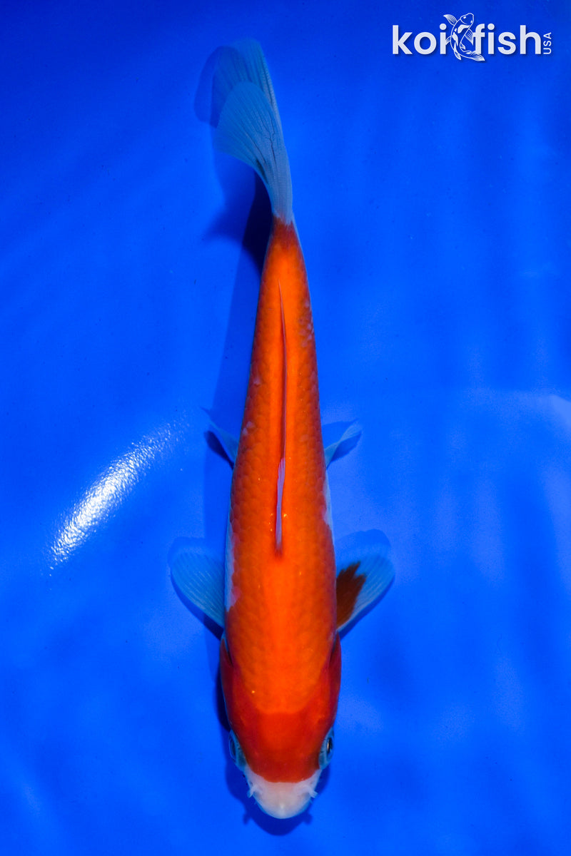 5.5" IPPON HI KOHAKU