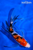 5.75" SANKE BUTTERFLY