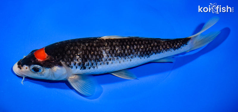 8" GINRIN TANCHO GOSHIKI