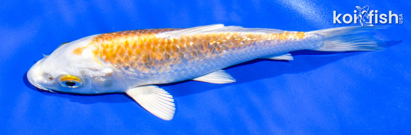 6" GINRIN HARIWAKE