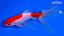 6" SARASA WATONAI GOLDFISH