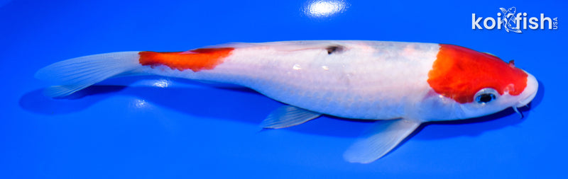 8.25" SANKE