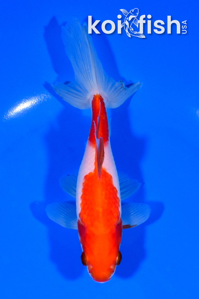 5.75" WAKIN GOLDFISH
