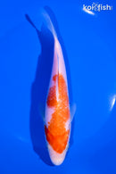 6.75" KOHAKU