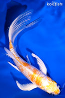 6.25" HARIWAKE BUTTERFLY