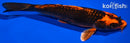 7.25" ORENJI MATSUBA
