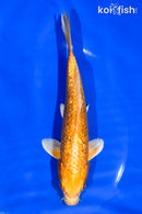 6" GINRIN YAMABUKI OGON