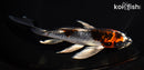 7.5" KUJAKU BUTTERFLY