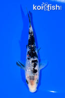 5.5" GINRIN SHIRO BEKKO