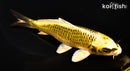 6.25" KI MATSUBA
