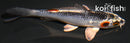 4" KUJAKU