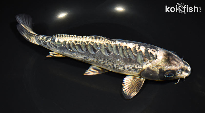 8.75" ARAGOKE KIKOKURYU