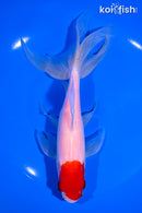 7.75" TANCHO SARASA WATONAI GOLDFISH