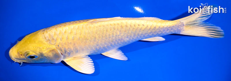 7.25" YAMABUKI OGON