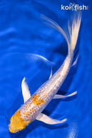 8" GINRIN LEMON HARIWAKE BUTTERFLY