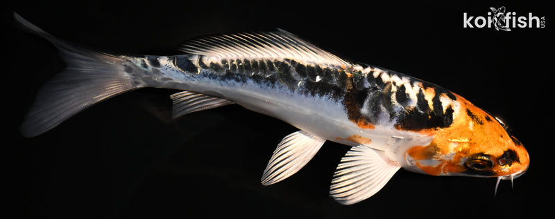 7.25" BENI KIKOKURYU