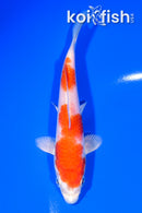 5.5" HARIWAKE
