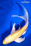 8" YAMABUKI OGON BUTTERFLY