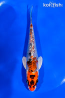 5" GINRIN YAMATO NISHIKI