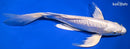 10" DOITSU PLATINUM OGON BUTTERFLY