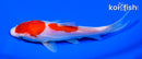 5.75" DOITSU KOHAKU