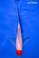 7.25" MARUTEN COMET GOLDFISH