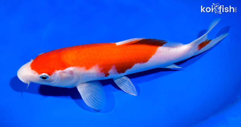 9.75" KOHAKU