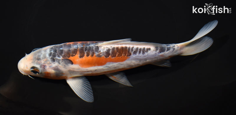 7.75" HI SHUSUI