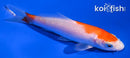 4" HARIWAKE