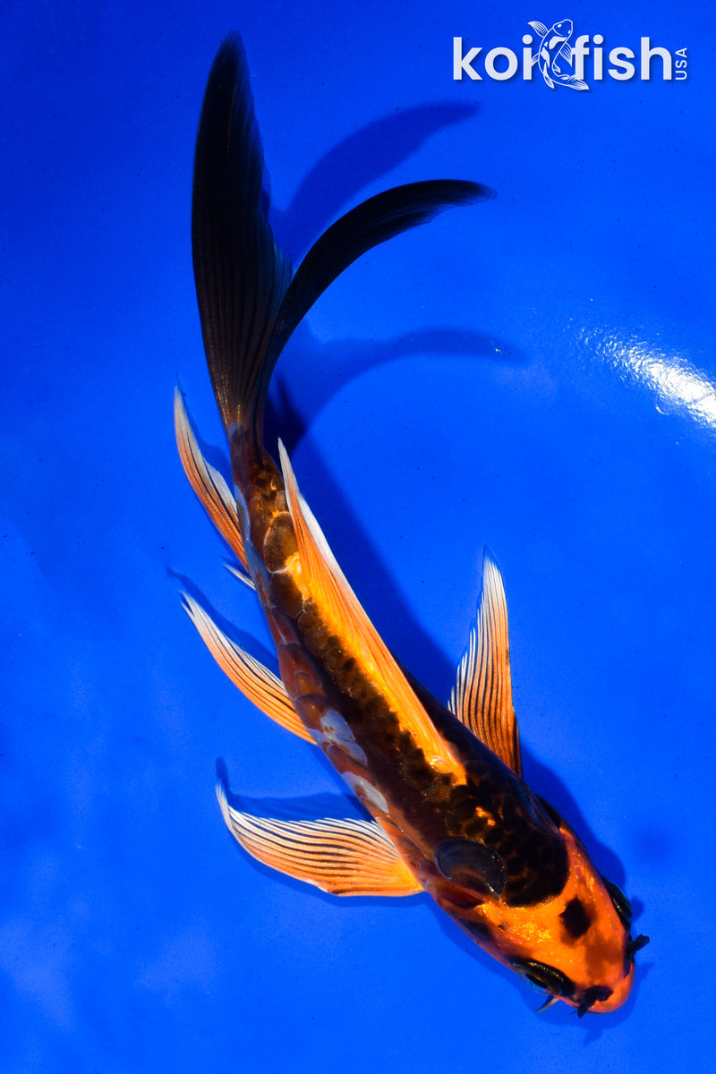 5.5" ARAGOKE ORENJI MATSUBA BUTTERFLY