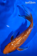 6.5" GINRIN CHAGOI BUTTERFLY