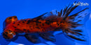 4.5" CALICO TELESCOPE FANTAIL GOLDFISH