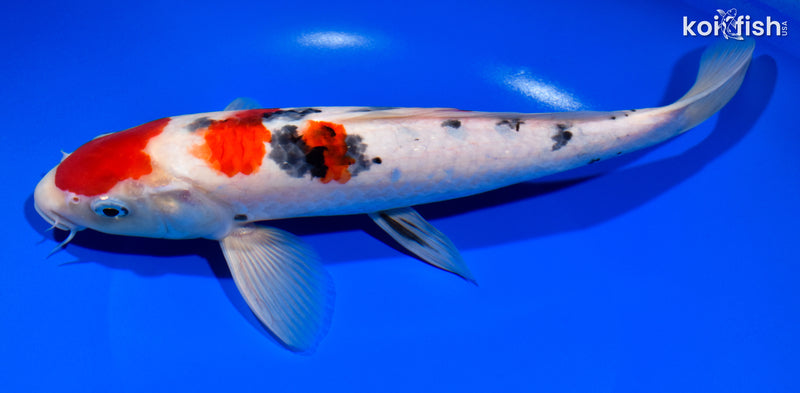 11.5" SANKE
