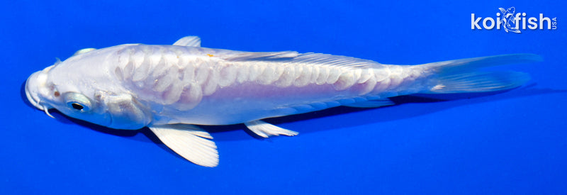 5.5" ARAGOKE PLATINUM OGON