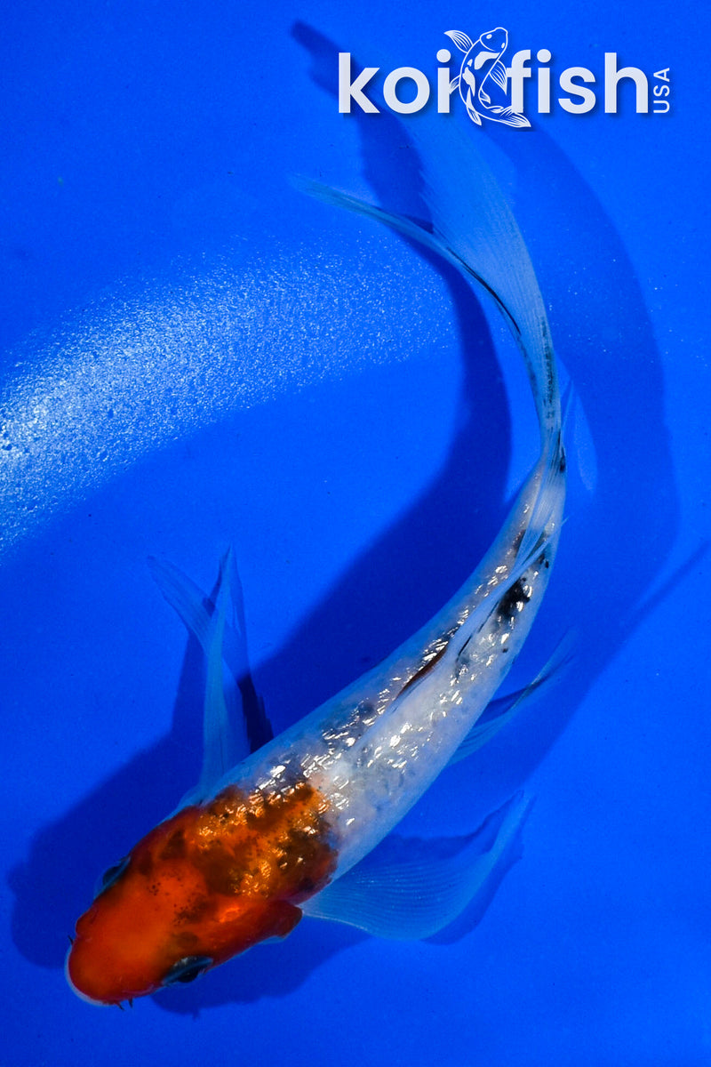 5" GINRIN SANKE BUTTERFLY