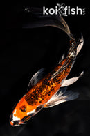 7.5" GINRIN KUJAKU BUTTERFLY