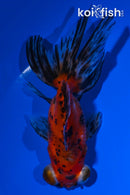 4.75" CALICO TELESCOPE GOLDFISH