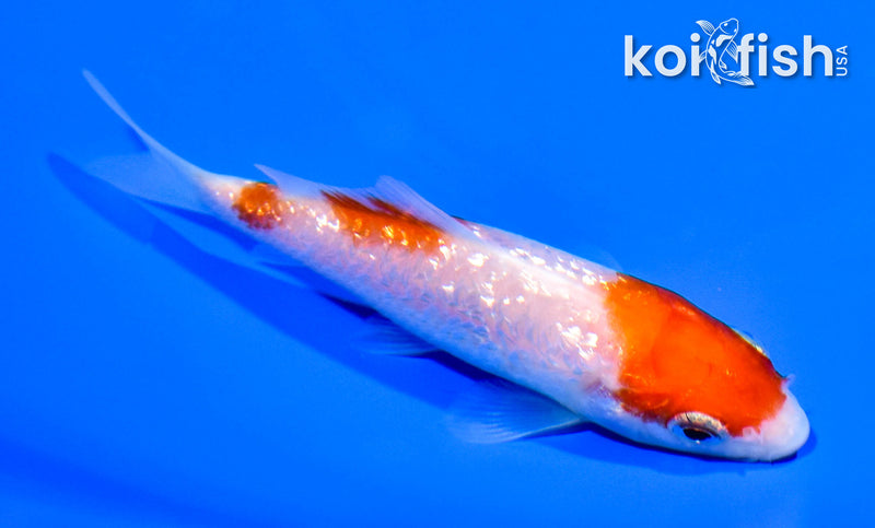 3.75" GINRIN KOHAKU