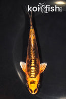 5.5" GINRIN BENI KIKOKURYU