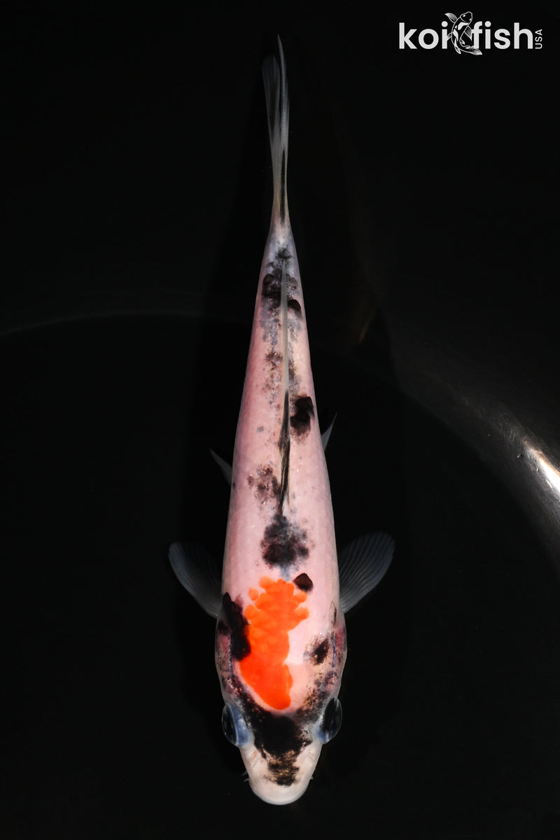 4.75" GOSHIKI