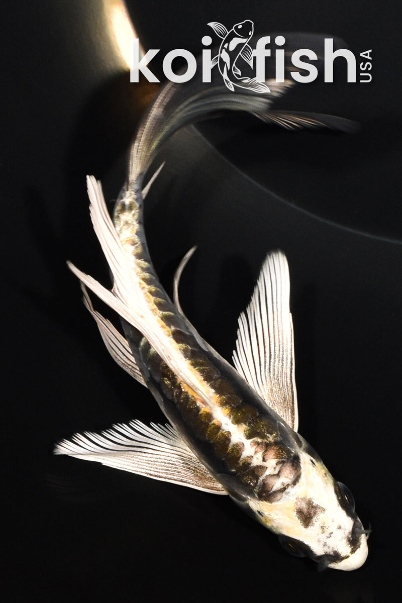 6.5" KIN KIKOKURYU BUTTERFLY