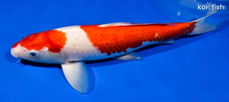 14.25" KOHAKU