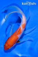 6" KOHAKU BUTTERFLY