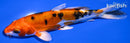 5.5" HEISEI NISHIKI