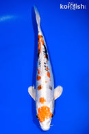 12.25" HEISEI NISHIKI
