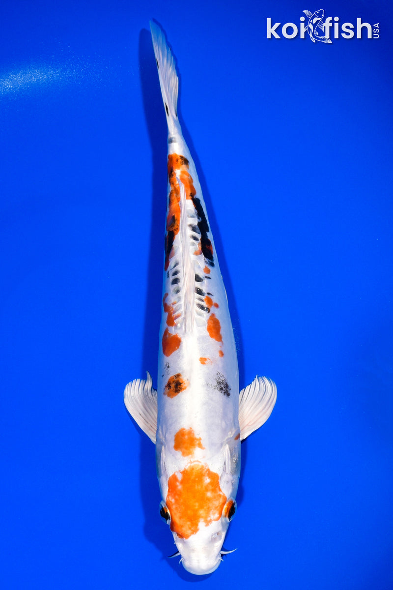 12.25" HEISEI NISHIKI